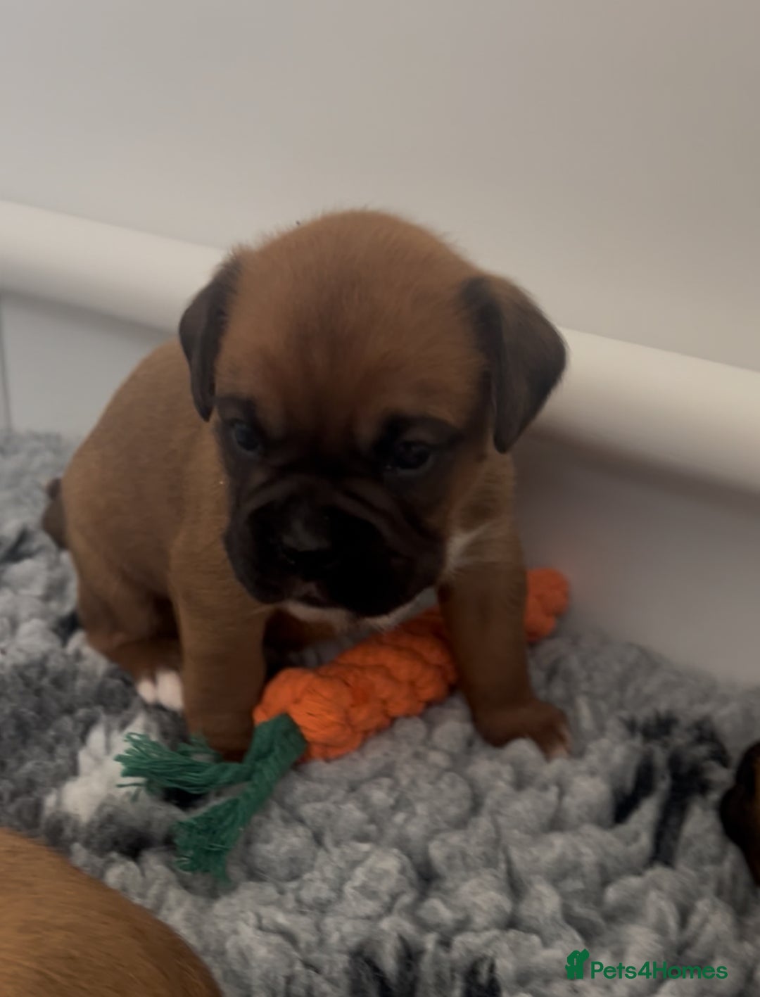 Boxer dogs for sale: KC bobtail pups heartscore 0, CHAMPION lines - Image 5