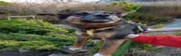 Mixed Breed dogs for adoption: ❤️ELLA❤️– SMALL GIRL FIRST IN LINE FOR CUDDLES - Advert 9