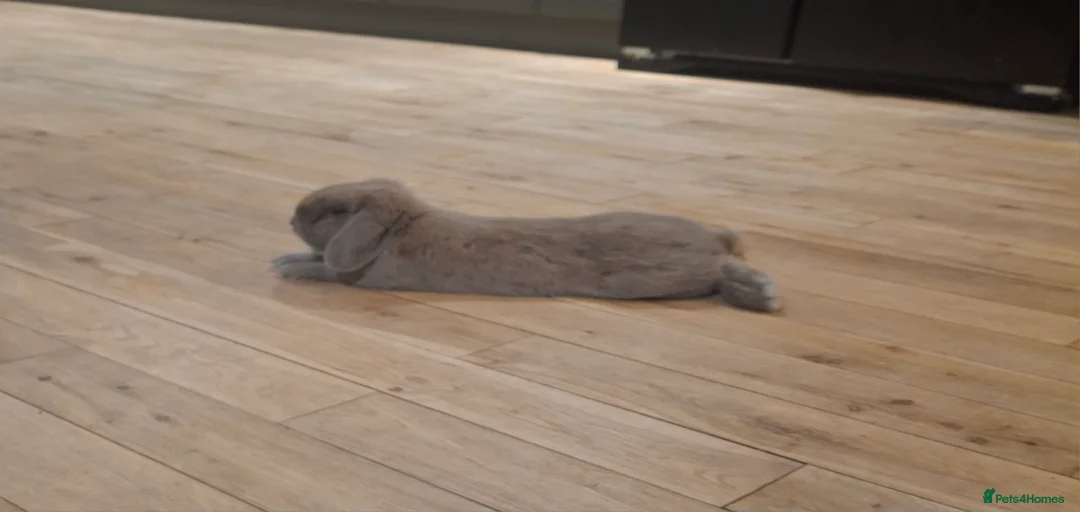 Gallery Image {{count}}