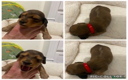 Miniature Dachshund dogs for sale: 5 miniature Dachshund puppies in Doncaster - Image 4