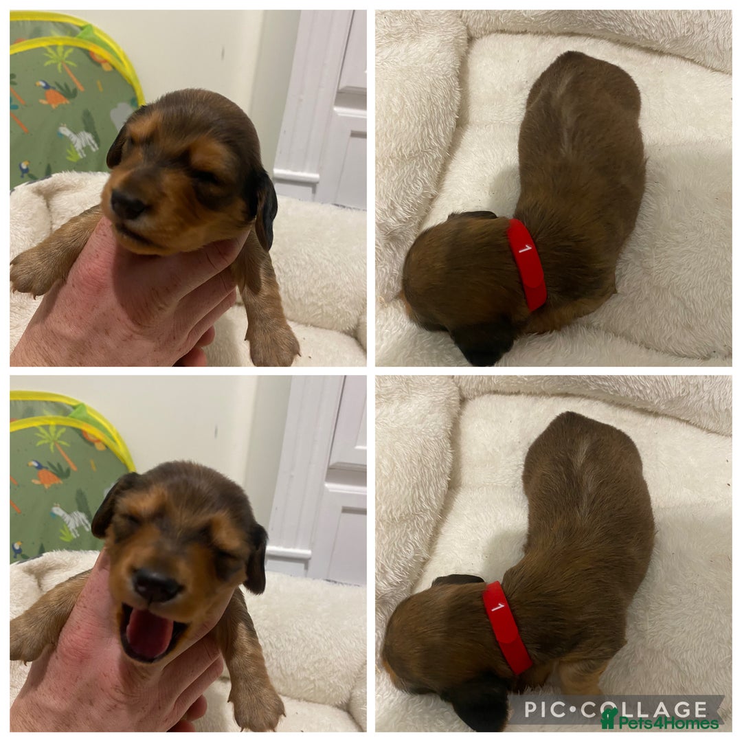 Miniature Dachshund dogs for sale: 5 miniature Dachshund puppies in Doncaster - Image 4