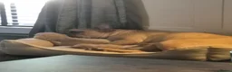 French Bulldog dogs for sale: French Bulldog Puppies - Advert 3