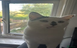 Domestic Shorthair cats for sale: Casper - Image 2