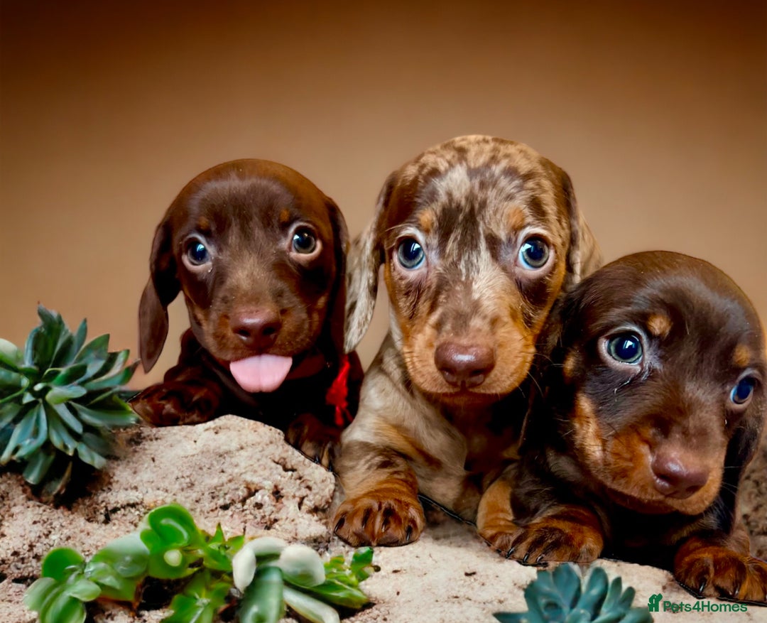 Miniature Dachshund dogs for stud: Champion line show Quality Kc 👌🏻 Small boy 🐶 in Accrington - Image 9