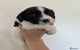 English Springer Spaniel dogs for sale: Speckled mixed colour ESS pups,TESTED PARENTS - Image 3