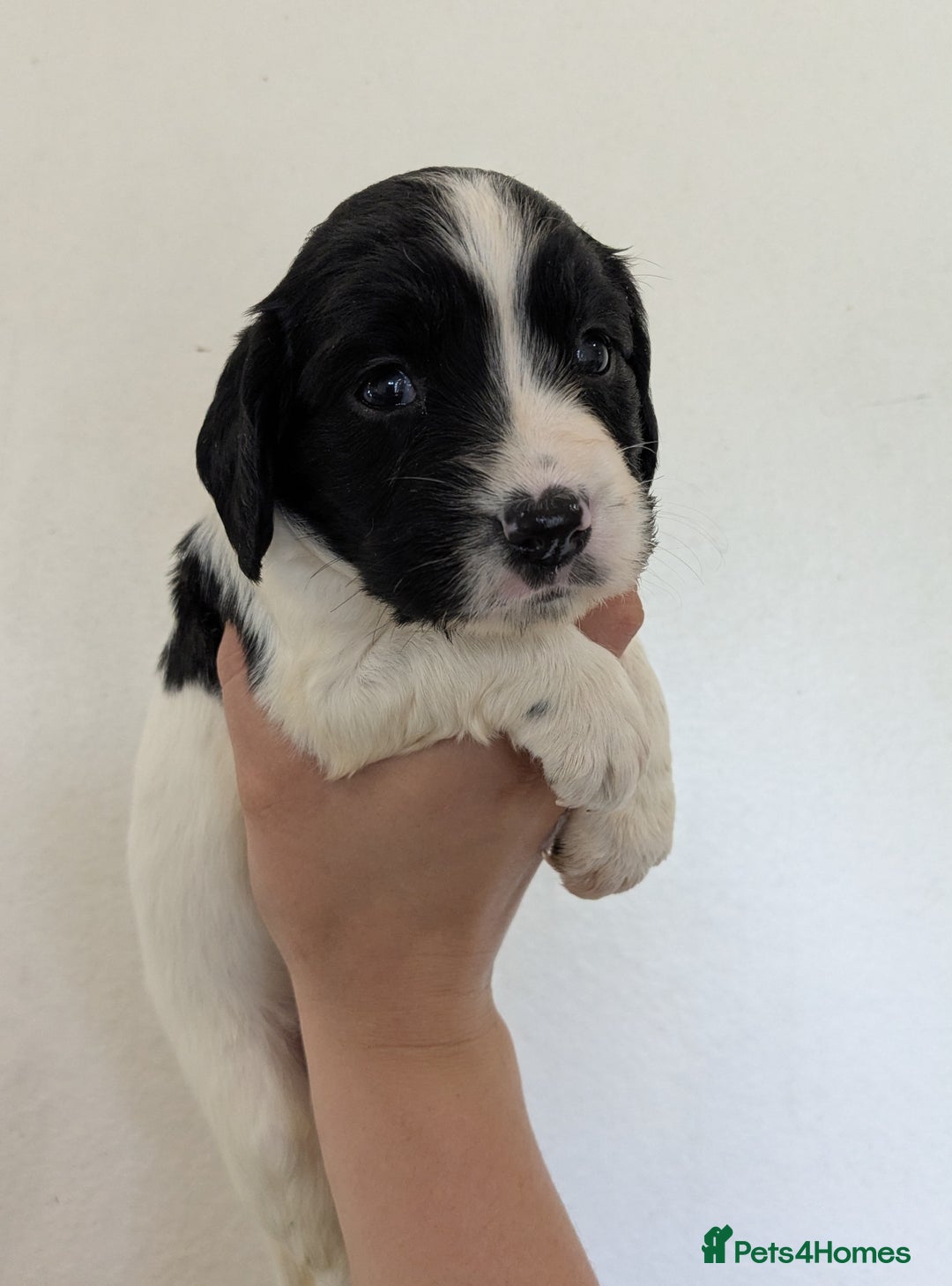 English Springer Spaniel dogs for sale: Speckled mixed colour ESS pups,TESTED PARENTS - Image 3