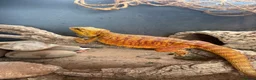 Bearded Dragon reptiles for sale: Stunning adult bearded dragons  - Advert 5