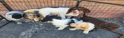 Cockapoo dogs for sale: Cockerpoo puppies Ready Now  - Advert 11