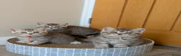 British Shorthair cats for sale: British Shorthair kittens in Derby - Advert 8