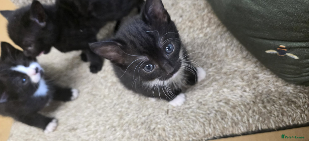 Domestic Shorthair cats for sale: 6 black and white Semi-Domestic kittens - Image 1