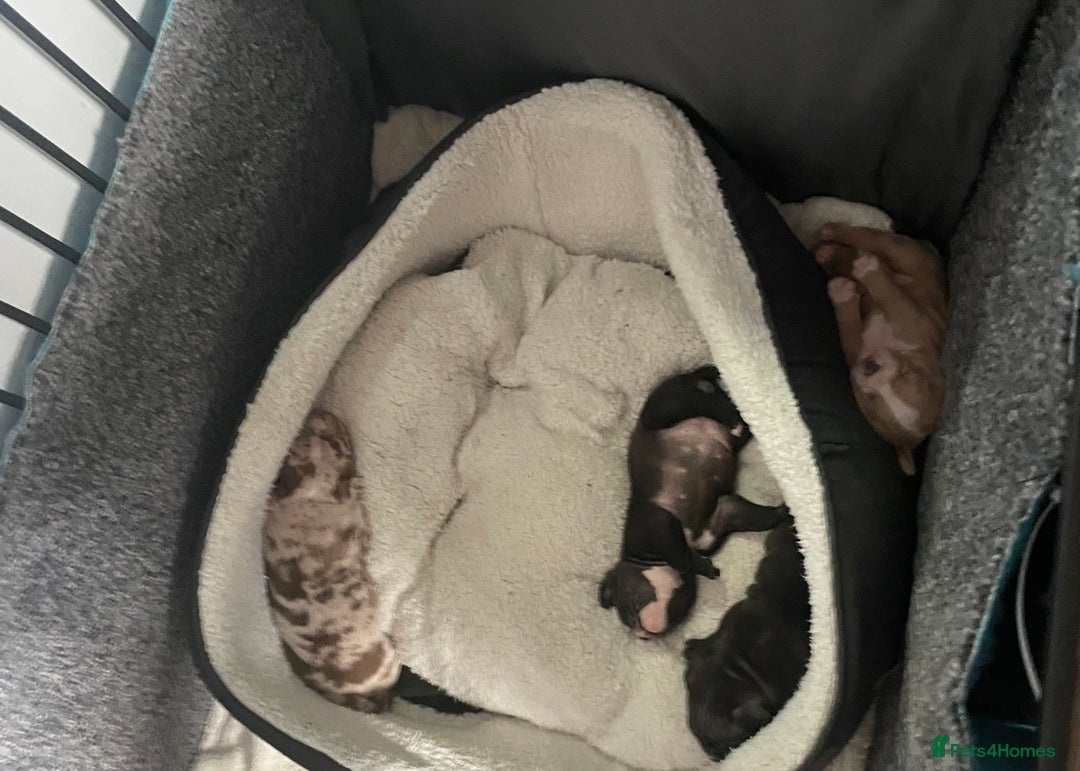 American Bully dogs for sale: American Pocket bully’s puppies  - Advert 11