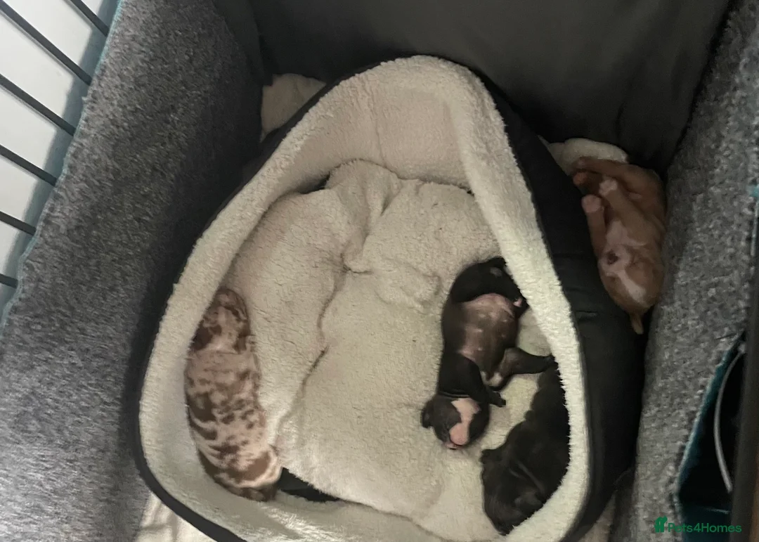 American Bully dogs for sale: American Pocket bully’s puppies  - Advert 11