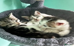 Mixed Breed cats for sale: Kittens from Loving home - Image 4