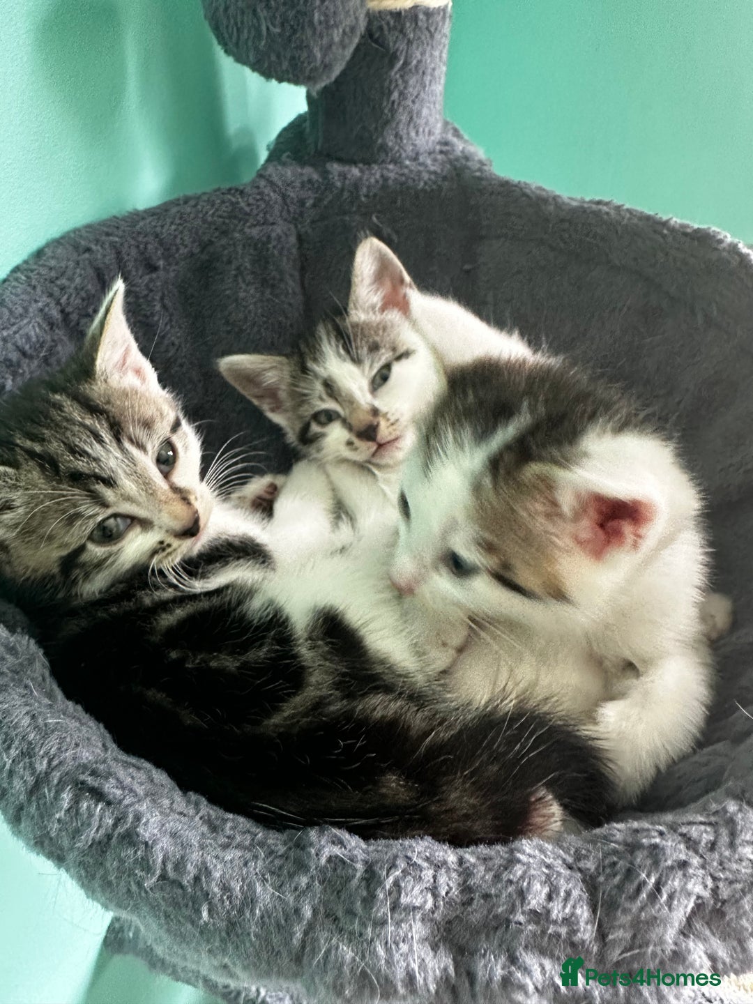 Mixed Breed cats for sale: Kittens from Loving home - Image 4
