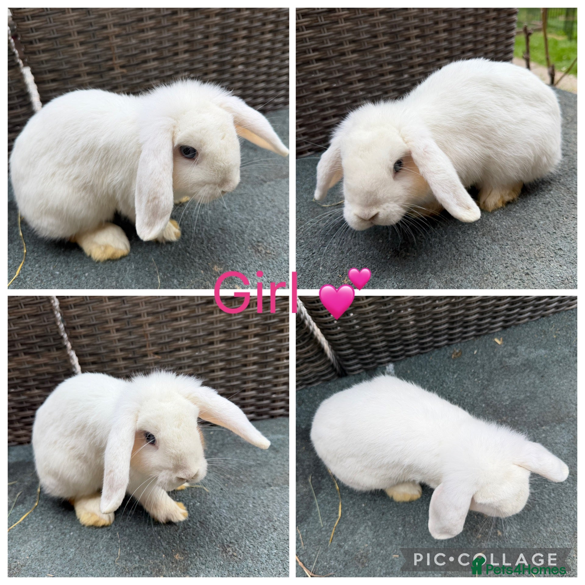 Mini Lop rabbits for sale: Gorgeous Purebred Mini Lops & Mini lop crosses - Advert 4