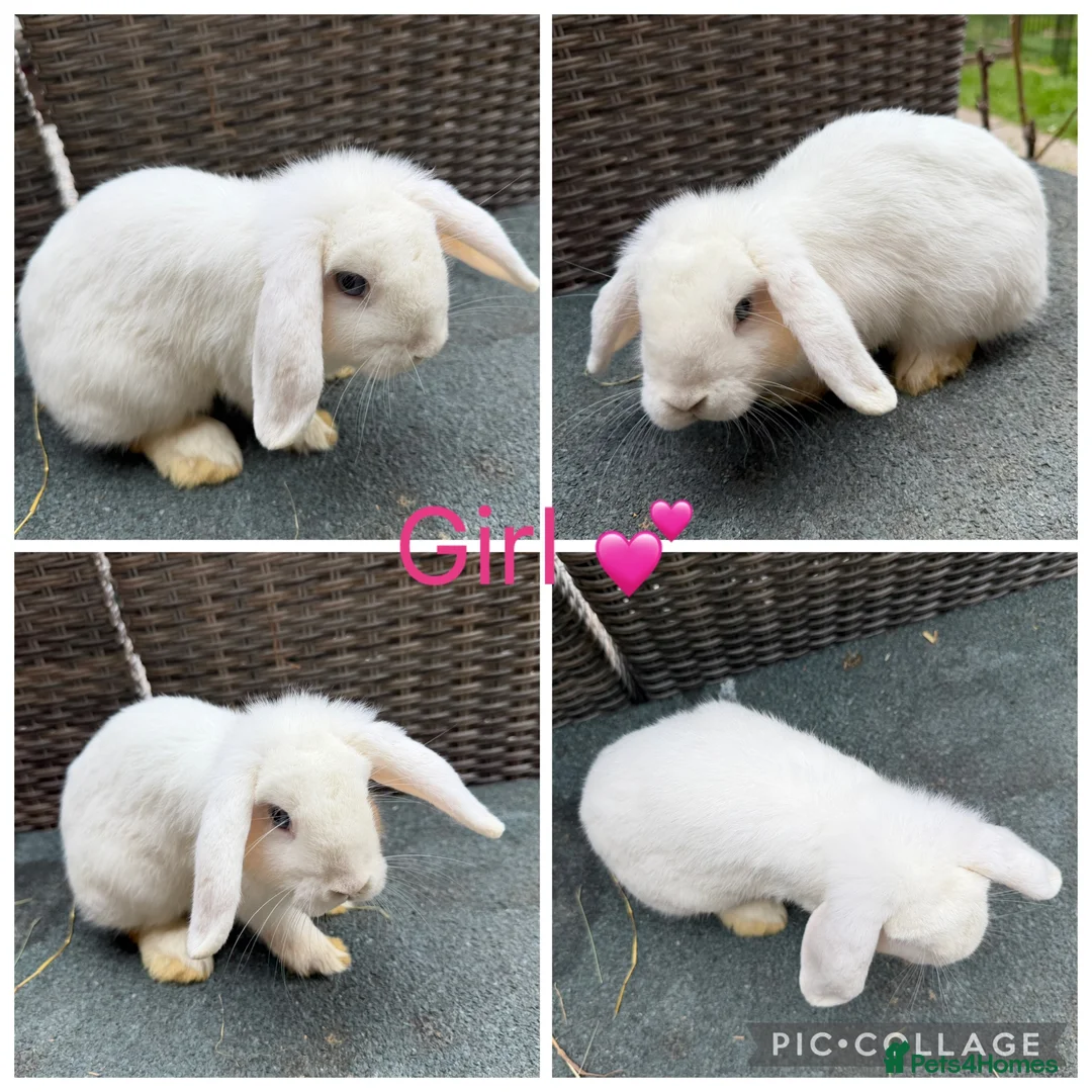 Mini Lop rabbits for sale: Gorgeous Purebred Mini Lops & Mini lop crosses - Advert 1