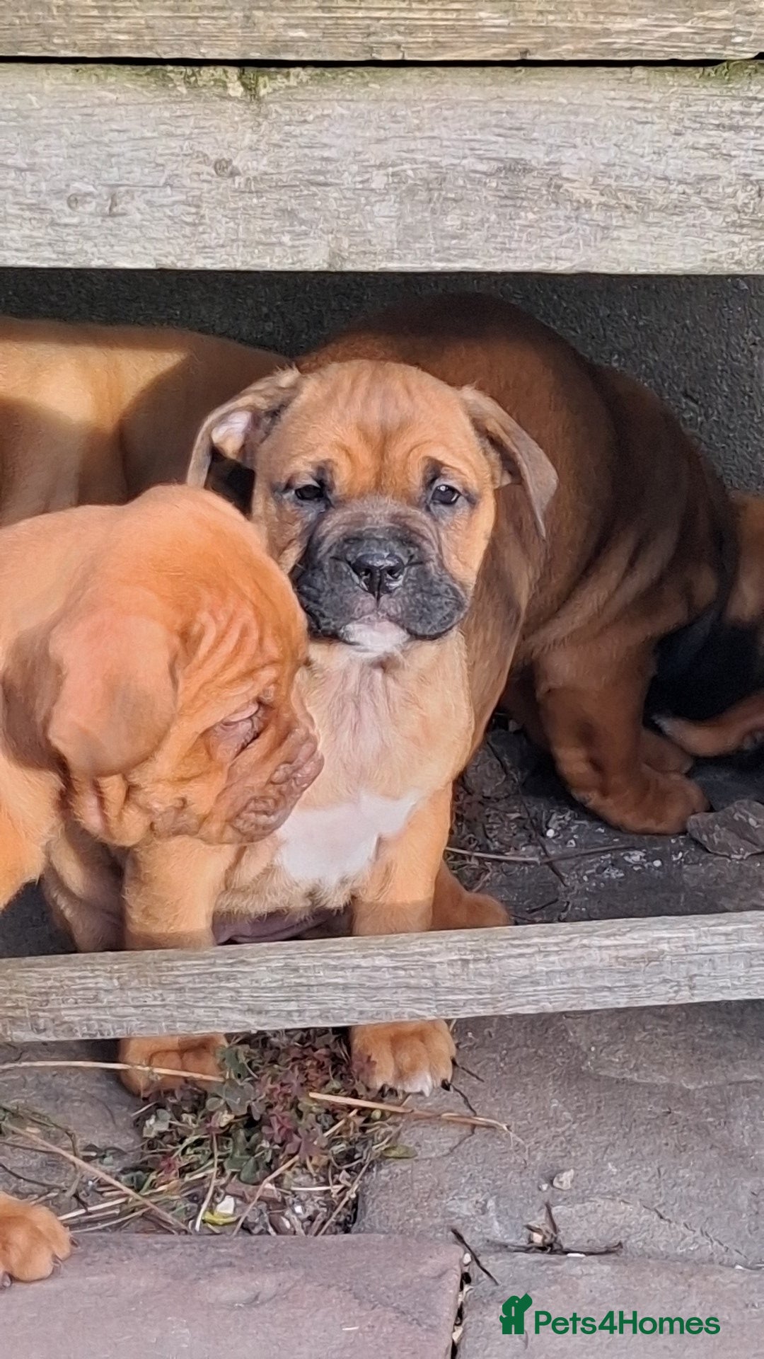 Mixed Breed dogs for sale: Beautiful chunky pups  - Advert 26