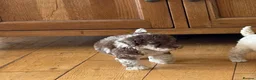Cockapoo dogs for sale: Beautiful litter of F2 Cockapoo puppies  - Advert 13