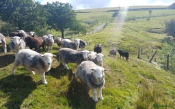 Sheep livestock for sale: Beautiful Herdwick Sheep - Lambs and Shearlings - Image 5