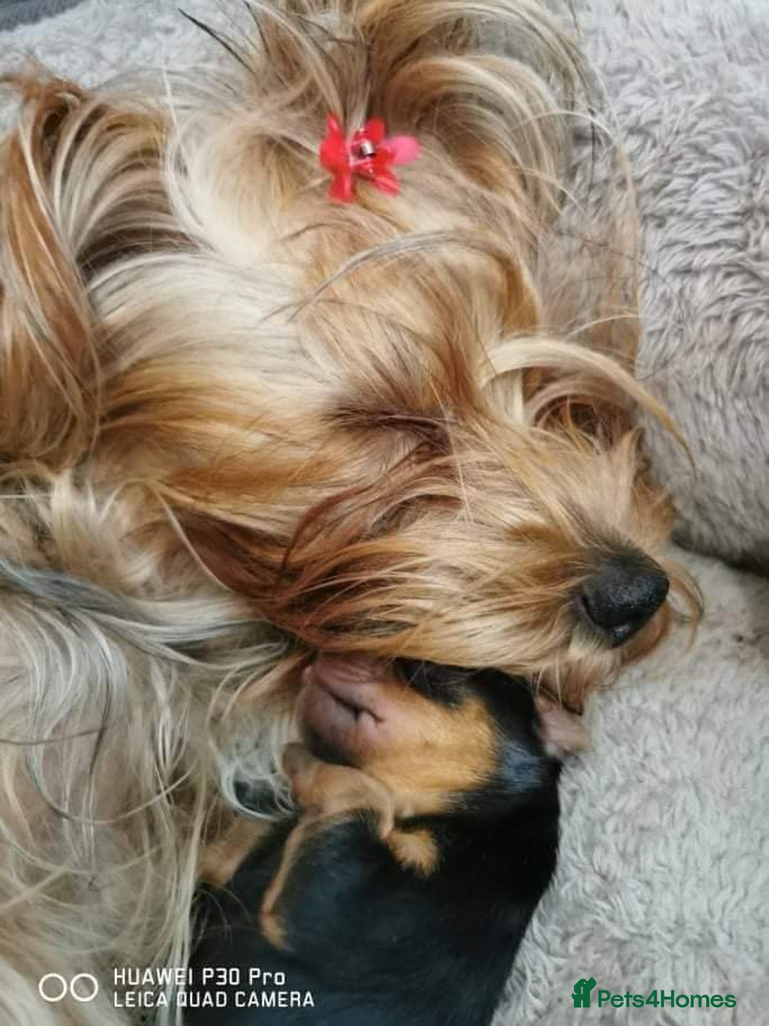 Yorkshire Terrier dogs for sale: ✨ Exquisite Yorkshire Terrier Puppies Available ✨ - Advert 2