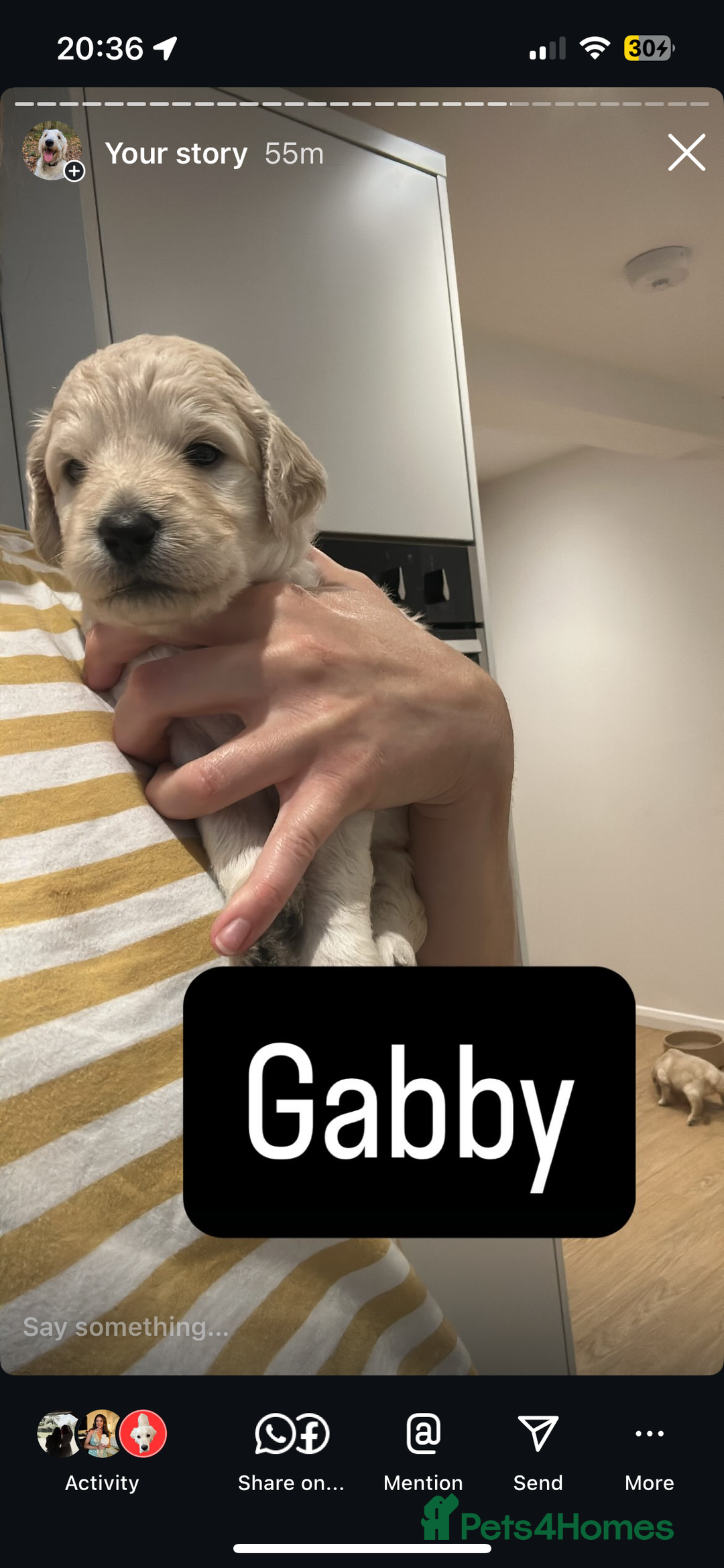 Double Doodle dogs for sale: Double doodles born 24/07/25 1 boy & 4 girls left - Image 24