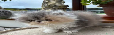 Persian 1