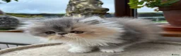 Persian cats for sale: Exotic long haired kittens male and female  - Advert 5