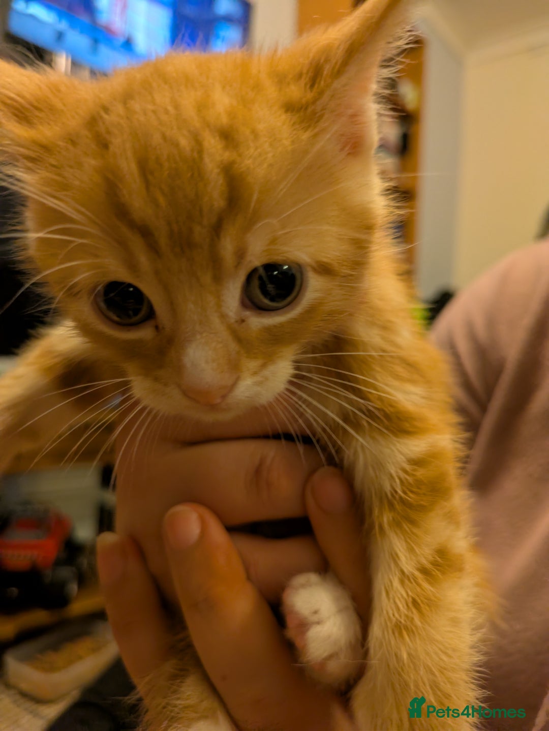Mixed Breed cats for sale: Mixed breed maine coon  - Image 9