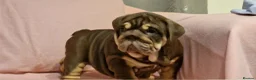 English Bulldog dogs for sale: Quality puppies available  in Bradford - Advert 9