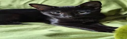 Mixed Breed cats for sale: Must go ASAP 1 black 12 week old kittens  - Advert 3