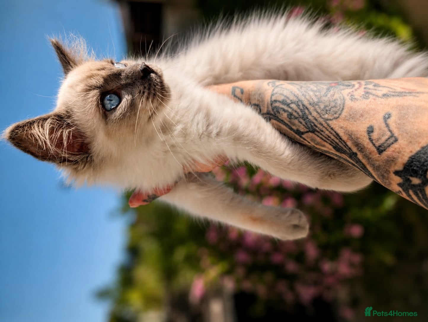 Ragdoll cats Stunning ragdoll kittens for sale.  - Advert 8