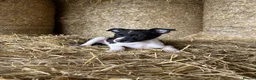 Border Collie dogs for sale: 8 Border collies puppies ready for a new home! - Advert 5