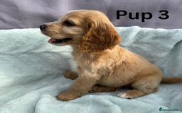 Cocker Spaniel dogs for sale: ⭐️ SHOW TYPE COCKER SPANIEL - READY ON 1ST AUGUST - Image 12