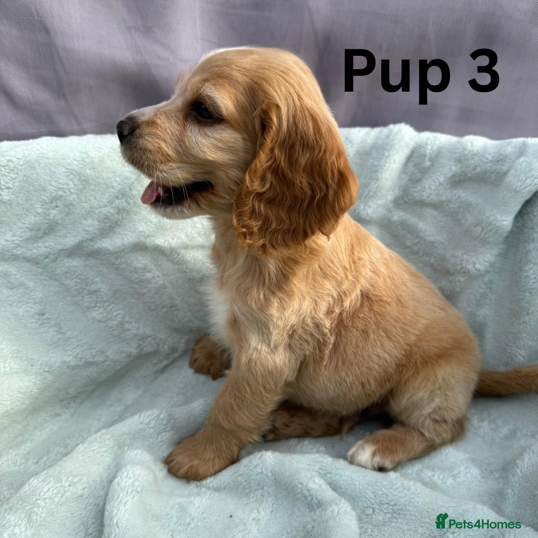 Cocker Spaniel dogs for sale: ⭐️ SHOW TYPE COCKER SPANIEL - READY ON 1ST AUGUST - Image 12