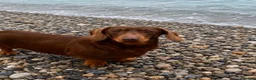 Miniature Dachshund dogs for stud: Chocolate and Tan miniature smooth Dachshund stud - Advert 3