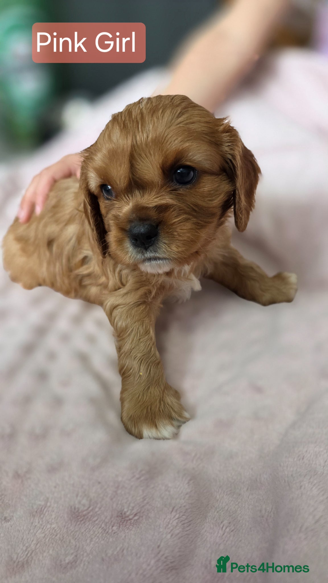 Cavalier King Charles Spaniel Puppy 5