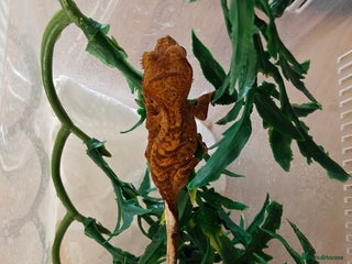 Gecko reptiles Unsexed Baby Crested Geckos - Advert 12