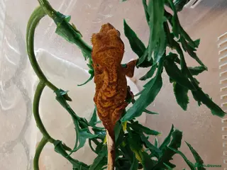 Gecko reptiles Unsexed Baby Crested Geckos - Advert 15