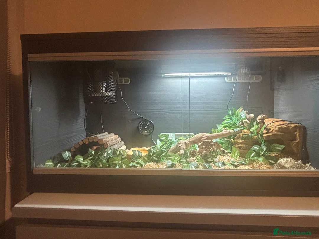 Corn Snake reptiles for sale: Juvenile Amel Tessera Corn Snake - Advert 2