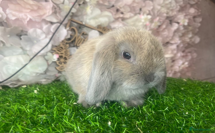 Mini Lop rabbits - Advert 11