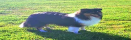 Shetland Sheepdog dogs for sale: Beautiful Tri girl puppies available from 19th Aug in Nottingham - Advert 1