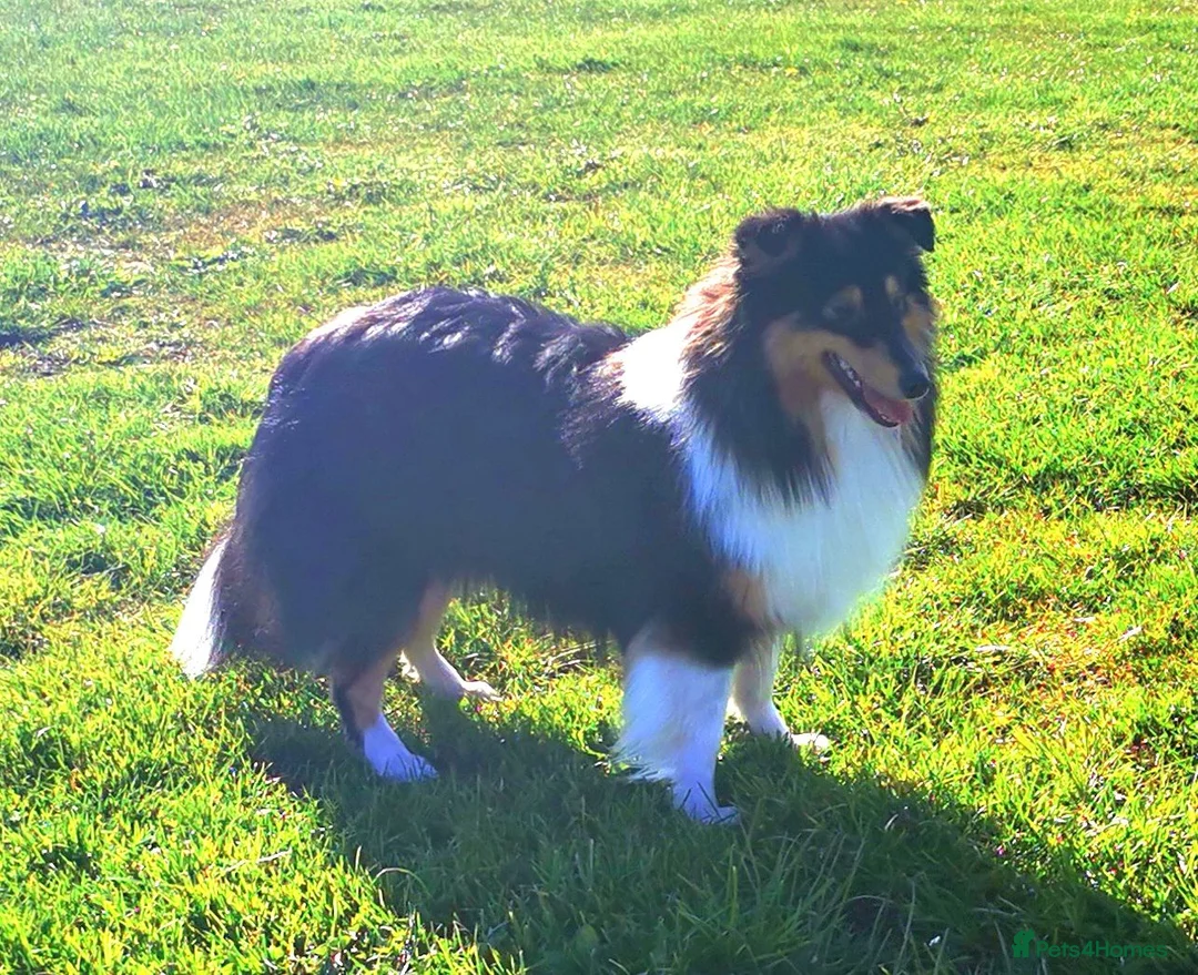 Shetland Sheepdog dogs for sale: Beautiful Tri girl puppies available from 19th Aug in Nottingham - Advert 1