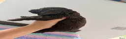 Cockapoo dogs for sale: Beautiful yankiepoo puppies - Advert 7