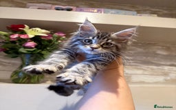 Maine Coon cats for sale: XL Russian Cubs 🇷🇺 ❤️ - Image 13
