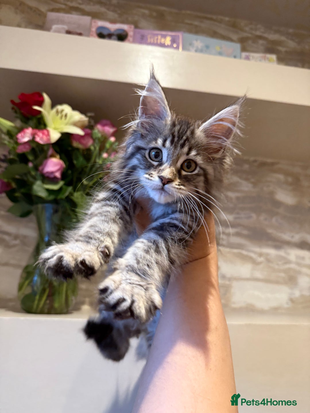 Maine Coon cats for sale: XL Russian Cubs 🇷🇺 ❤️ - Image 13