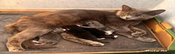 Domestic Shorthair cats for sale: Three lovely kittens looking for homes! - Advert 1