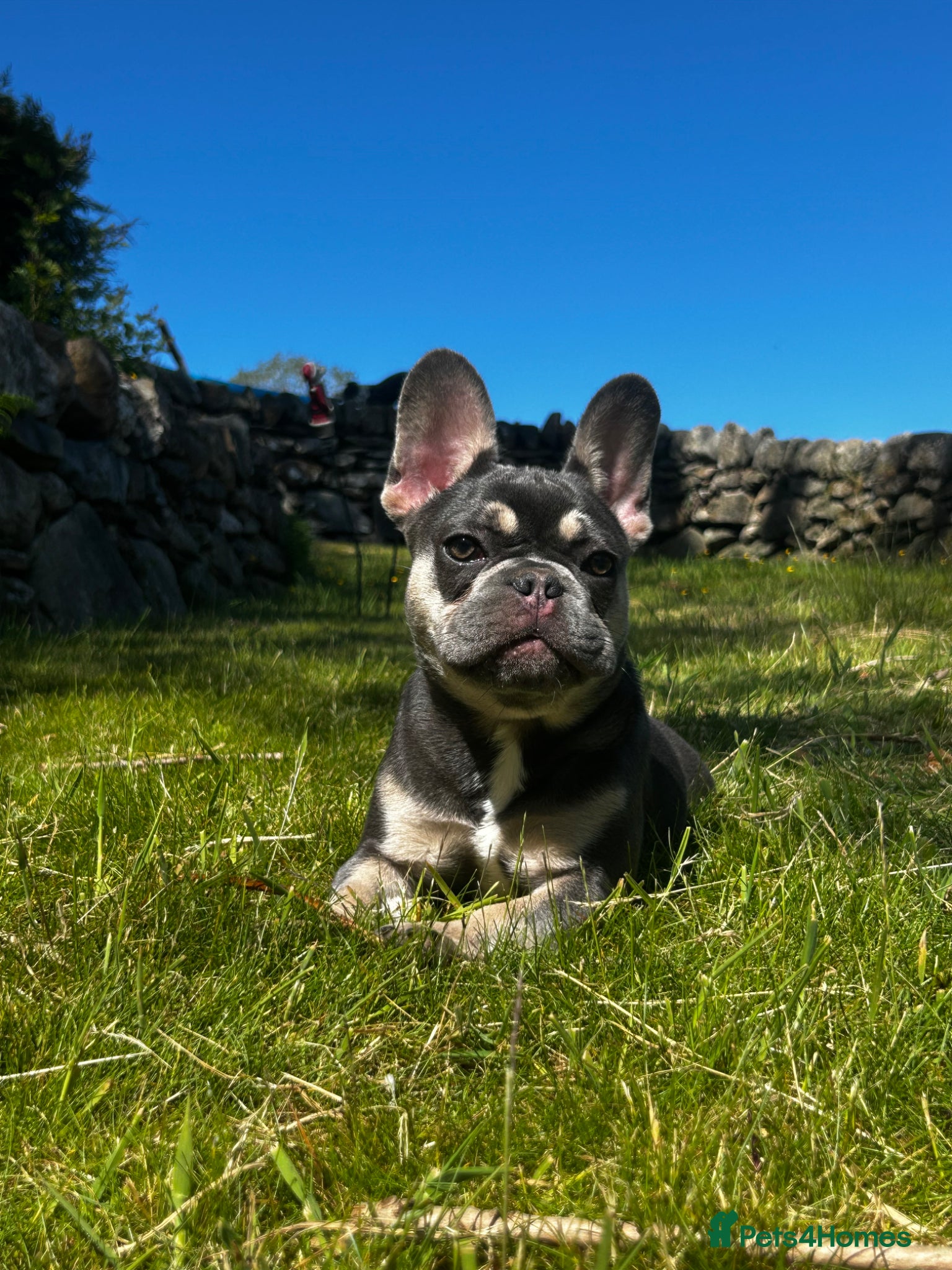 French Bulldog dogs for sale: 🤍Quality bred french bulldog puppies🤍 in Dolgellau - Advert 8