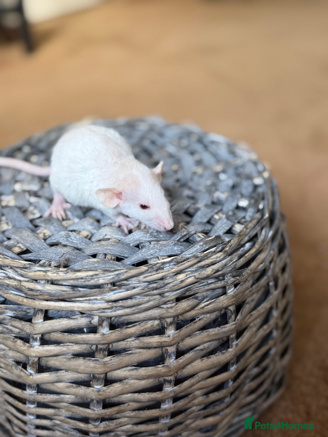 Rat rodents for sale: Ready to leave. Dumbo. Rex. Siamese.  - Image 6