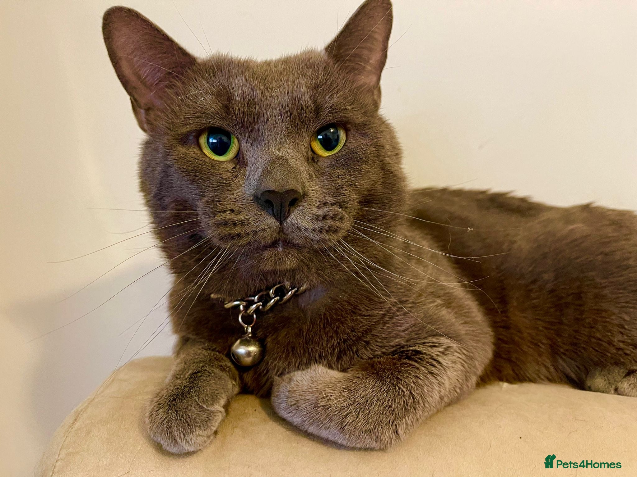 British Shorthair cats Lovely blue BSH pet for sale  - Advert 3