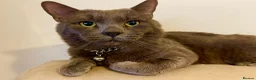 British Shorthair cats for sale: Lovely blue BSH pet for sale  - Advert 1
